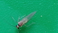 Stenopsocus