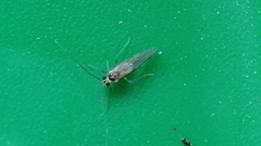 Stenopsocus