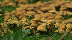 Marasmius oreades