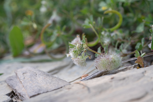 Ball Cotton Clover (Trifolium pilulare)