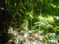 Costus stenophyllus