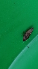Aphrodinae
