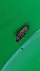 Aphrodinae