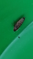 Aphrodinae