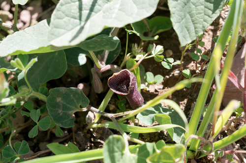 Rhodian Dutchman's Pipe (Aristolochia guichardii)