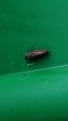 Aphrodinae