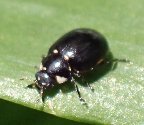 Hieroglyphic Lady Beetle, photo 7 of 8