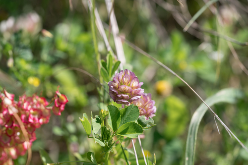 Large-flower Hop Clover (Trifolium grandiflorum)