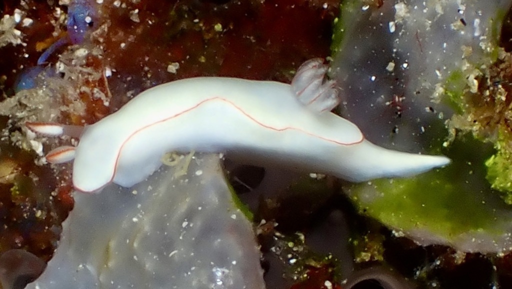 Thorunna furtiva
