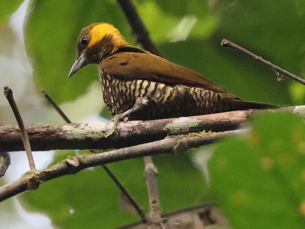 Lita Woodpecker