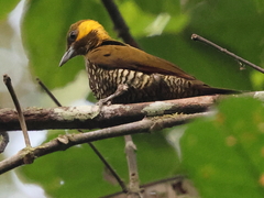 Lita Woodpecker photo 1