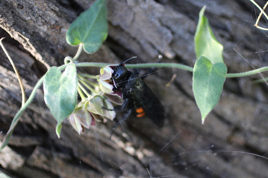 Saddleback Scoliid Wasp