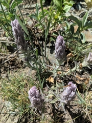 Castilleja schizotricha