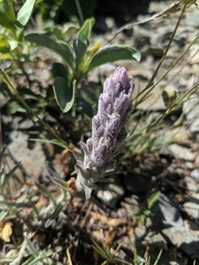 Castilleja schizotricha