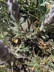 Castilleja schizotricha