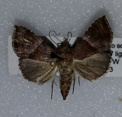 Cecharismena nectarea
