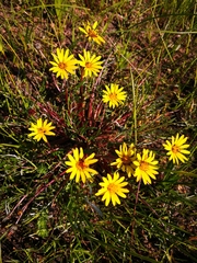 Arctotheca forbesiana