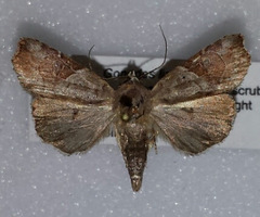 Gonodes liquida