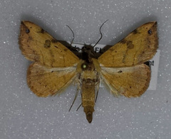 Hemeroplanis scopulepes