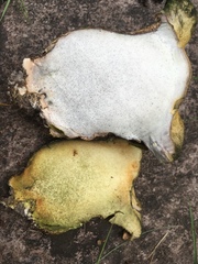 Polyporoletus sublividus