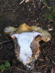 Polyporoletus sublividus