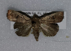 Elaphria fuscimacula