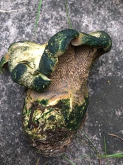 Polyporoletus sublividus