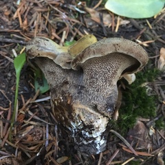 Polyporoletus sublividus