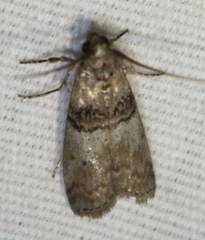 Tlascala reductella