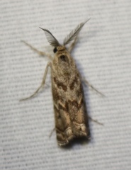 Prionapteryx indentella