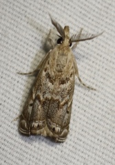 Prionapteryx indentella