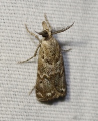 Prionapteryx indentella