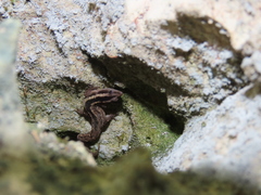 Cochran's Least Gecko photo 2