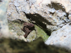 Cochran's Least Gecko photo 3