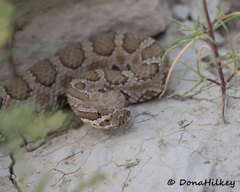Crotalus oreganus concolor