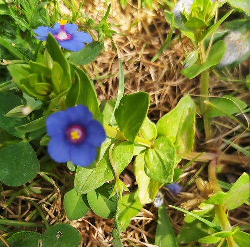 Blue Scarlet Pimpernel