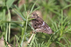 Codatractus bryaxis