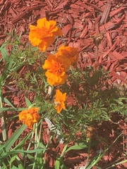 Tagetes