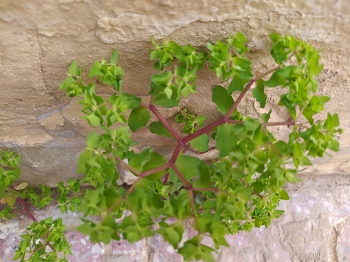 Petty Spurge