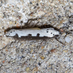 Ethmia bipunctella