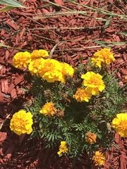 Tagetes