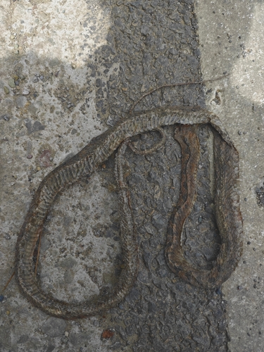 Kelung Cat Snake