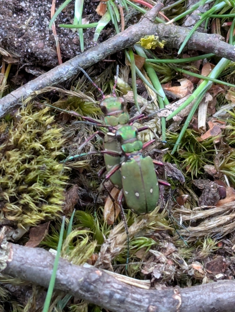 Euphorbia rowlandii
