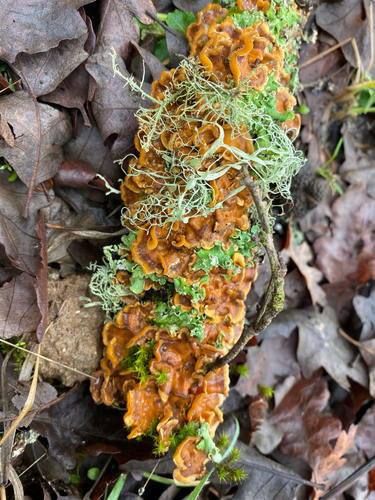 iNaturalist observation photo of hairy curtain crust