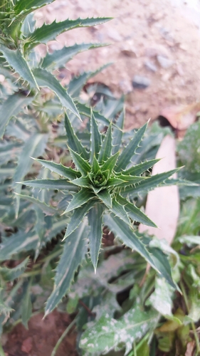 Blue Thistle