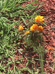 Tagetes
