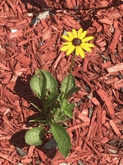 Rudbeckia