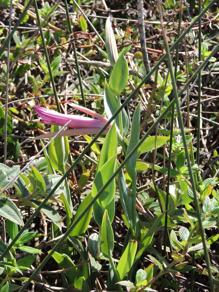 Cleistes montana