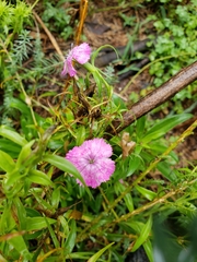 Dianthus barbatus