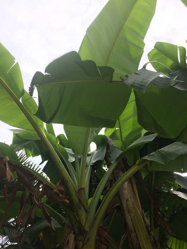 Banana (Musa)